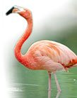 Flamingoes in Isla Holbox